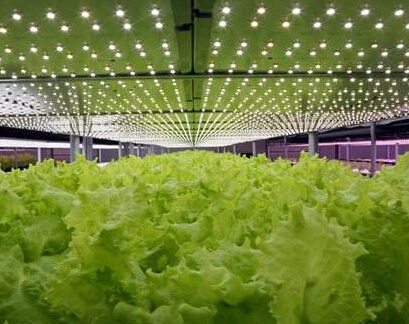 智能化LED植物工厂助力新疆农业发展